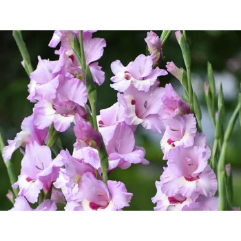 Sazenice Mečík 'Zamora' Balení: hlíza 12/14 - 10ks