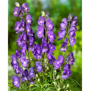Semeno Lukon Glads Aconitum napellus BLUE VALLEY - oměj