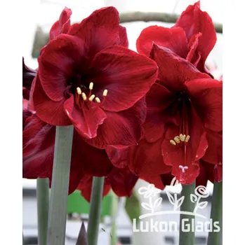 Sazenice Lukon Glads Amaryllis BENFICA - hippeastrum, hvězdník