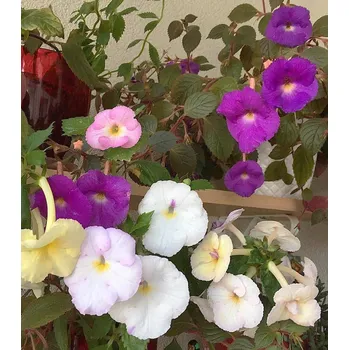 Semeno Lukon Glads Achimenes MIX - honzík, bouloň Množství: 3