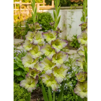 Semeno Mečík 'Moonlight shadow' 5 ks