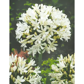 Semeno Lukon Glads Agapanthus africanus ALBUS - kalokvět