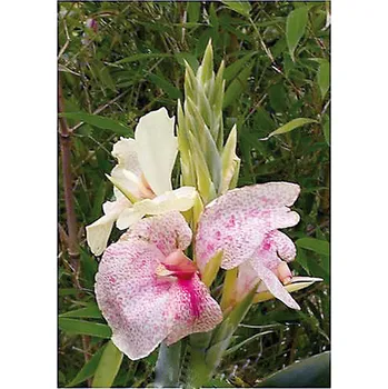 Sazenice Lukon Glads Canna OISEAU D’OR - dosna, kana