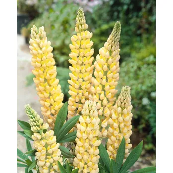 Sazenice Vlčí bob 'Yellow' v květináči