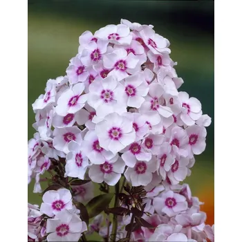 Semeno Plamenka 'Europe' v květináči