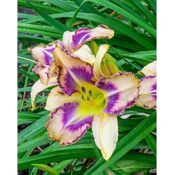 Sazenice Denivka 'Unlock the stars' v květináči