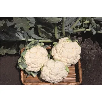 Semeno Květák Caniego F1 (raný, celoroční, odolný horku)