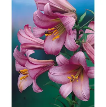 Cibulovina Lilie Pink Perfection 3 ks