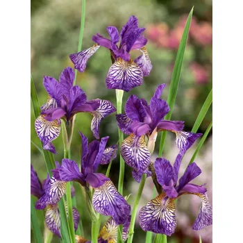 Sazenice Kosatec sibiřský 'Shaker's Prayer' v květináči