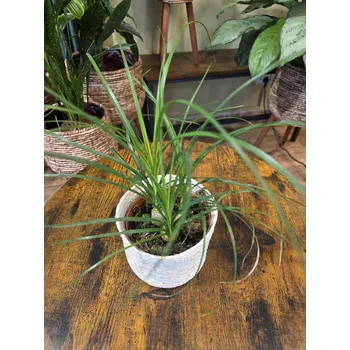 Nolina Recurvata Beaucarnea