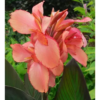 Sazenice Lukon Glads Canna CHAMPION - dosna, kana