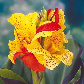 Sazenice Lukon Glads Canna CLEOPATRA - dosna, kana