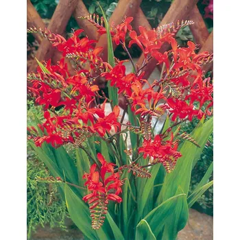 Semeno Lukon Glads Crocosmia LUCIFER - montbrécie