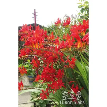 Semeno Lukon Glads Crocosmia RED KING - montbrécie