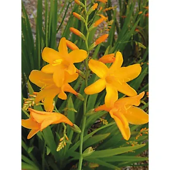 Sazenice Lukon Glads Crocosmia GEORGE DAVISON - montbrécie