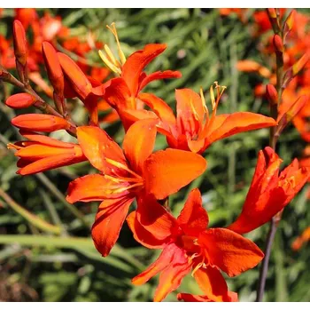 Semeno Lukon Glads Crocosmia MASONARUM - montbrécie