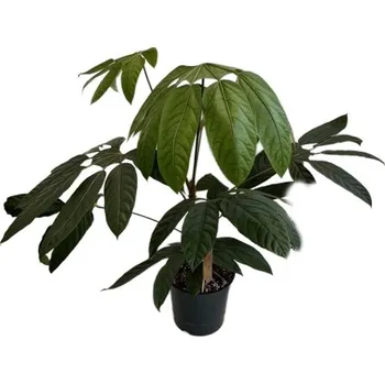 Sazenice Trevesia burckii 'Ghost's Foot' - Sněžná vločka