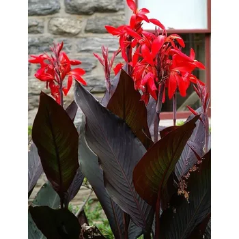 Sazenice Lukon Glads Canna BLACK KNIGHT - dosna, kana