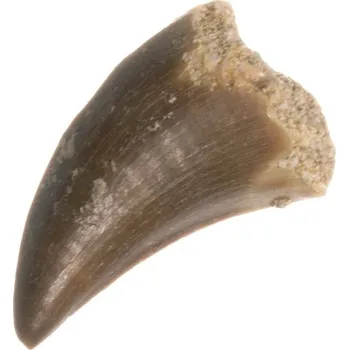 Mosasaurus, fosilní zub větší