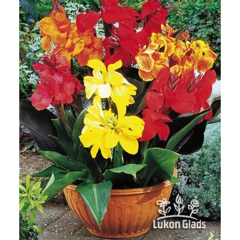 Semeno Lukon Glads Canna MIX nízké - dosna směs Množství: 3