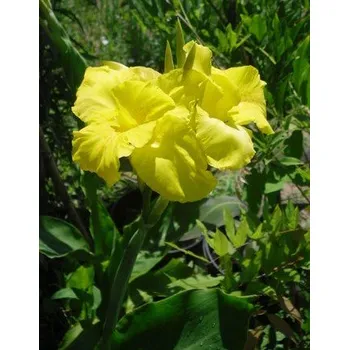 Sazenice Lukon Glads Canna YELLOW HUMBERT - dosna, kana