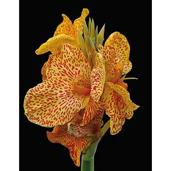 Sazenice Lukon Glads Canna EN AVANT