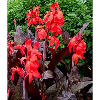 Sazenice Lukon Glads Canna RED FUTURITY - dosna, kana