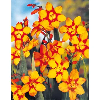 Sazenice Lukon Glads Crocosmia EMILY MCKAENZIE - montbrécie