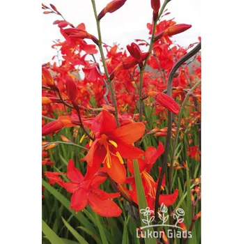 Sazenice Lukon Glads Crocosmia BABYLON - montbrécie