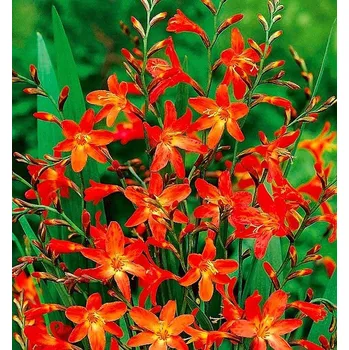 Semeno Lukon Glads Crocosmia CARMINE BRILLIANT - montbrécie