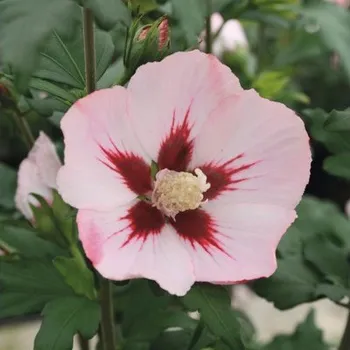 Květináč Ibišek syrský polokmen FloraSelf Hibiscus syriacus 'Hamabo' kmen cca 40 cm celková výška 60-80 cm květináč 6 l