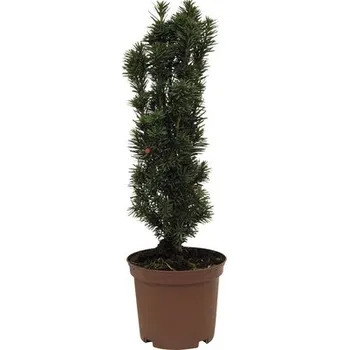 Květináč Tis červený FloraSelf Taxus baccata 'Fastigiata Robusta' výška 30-40 cm květináč 3,5 l sloupovitý