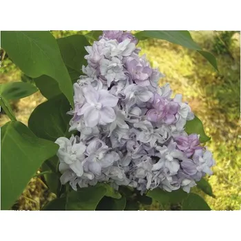 Květináč Šeřík obecný FloraSelf Syringa vulgaris 'Katherine Havemeyer' výška 40-60 cm květináč 3 l