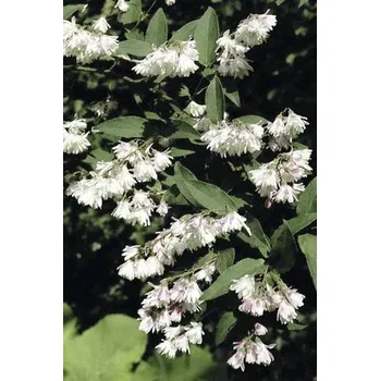 Květináč Trojpuk FloraSelf Deutzia scabra 'Plena' 80-100 cm květináč 10 l