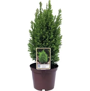 Květináč Cypřišek FloraSelf Chamaecyparis lawsoniana 'Ellwood's Gold' 20-30 cm květináč 2 l