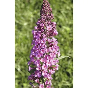 Květináč Motýlí keř, komule Davidova růžová FloraSelf Buddleja davidii 60-80 cm květináč 3 l