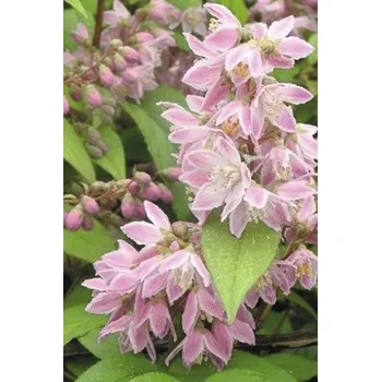Květináč Trojpuk FloraSelf Deutzia magnifica 'Tourbillon Rouge' 80-100 cm květináč 10 l