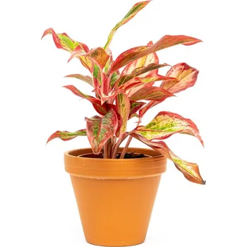 Gardners Aglaonema Crete Flame, průměr 12 cm Aglaonema, Spící panna