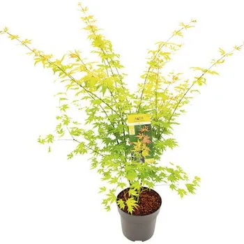 Květináč Javor dlanitolistý oranžový Acer palmatum 'Orange Dream' výška 80-100 cm květináč 10 l