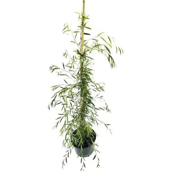 Květináč Vrba bílá Salix alba 'Tristis' výška 150-250 cm květináč 20 l