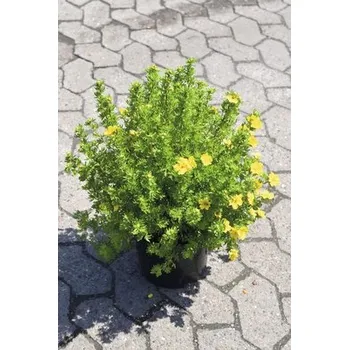 Sazenice Mochnovec křovitý FloraSelf Potentilla fruticosa 'Dakota Sunspot' výška 30-40 cm květináč 4 l