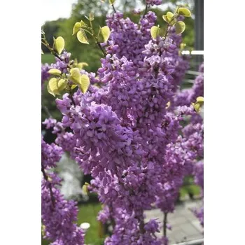 Květináč Zmarlika čínská Cercis chinensis 'Avondale' výška 60-80 cm květináč 7,5 l