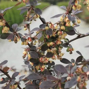 Květináč Dřišťál Thunbergův FloraSelf Berberis thunbergii 'Rose Glow' výška 30-40 cm květináč 4 l