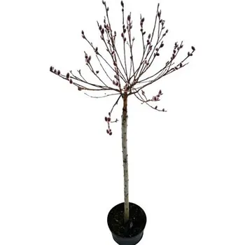 Květináč Vrba štíhlopestíková Salix gracilistyla 'Mount Aso' 80 cm květináč 5 l