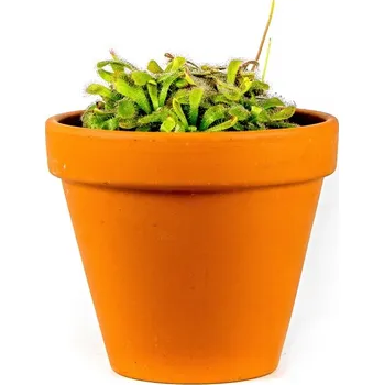 Gardners Drosera mix, průměr 6 cm Rosnatka