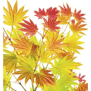 Květináč Javor dlanitolistý zlatý Acer palmatum 'Moonrise' výška 40-50 cm květináč 3 l