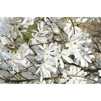 Květináč Magnólie, šácholan hvězdovitý FloraSelf Magnolia stellata 'Royal Star' výška 100-125 cm květináč 18 l