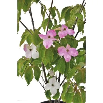 Květináč Japonský dřín Cornus kousa 'Teutonia' výška 100-150 cm květináč 20 l