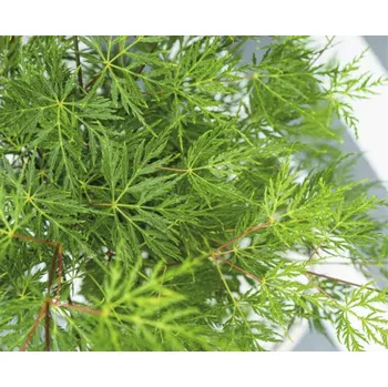 Květináč Javor dlanitolistý zelený FloraSelf Acer palmatum 'Dissectum' výška 80-100 květináč 6,5 l