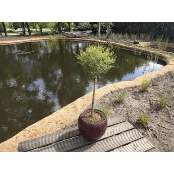 Květináč Ptačí zob na kmínku FloraSelf Ligustrum delavayanum výška kmene 50 cm květináč 3 l